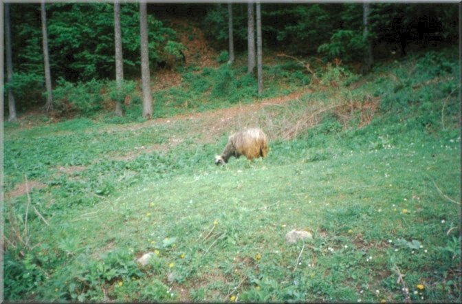 Piatra Neamt, Romania: Goats