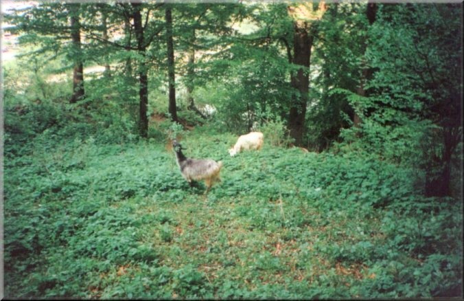 Piatra Neamt, Romania: Goats