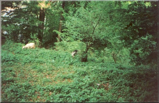 Piatra Neamt, Romania: Goats