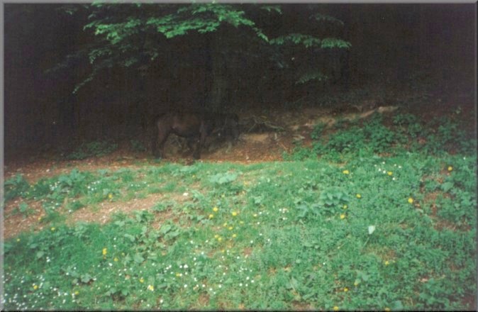 Piatra Neamt, Romania: Horse