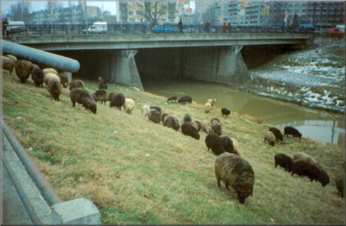 Iasi, Romania: Sheep