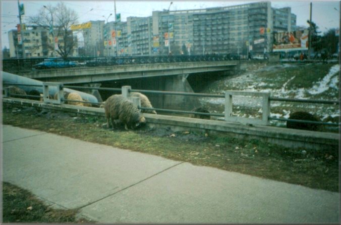 Iasi, Romania: Sheep