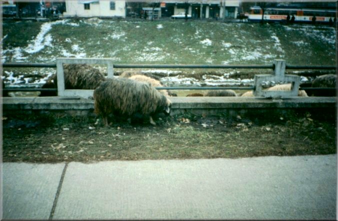 Iasi, Romania: Sheep
