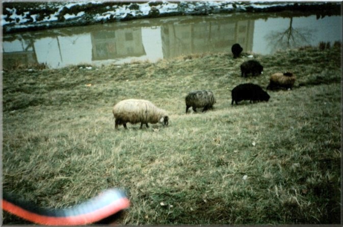 Iasi, Romania: Sheep