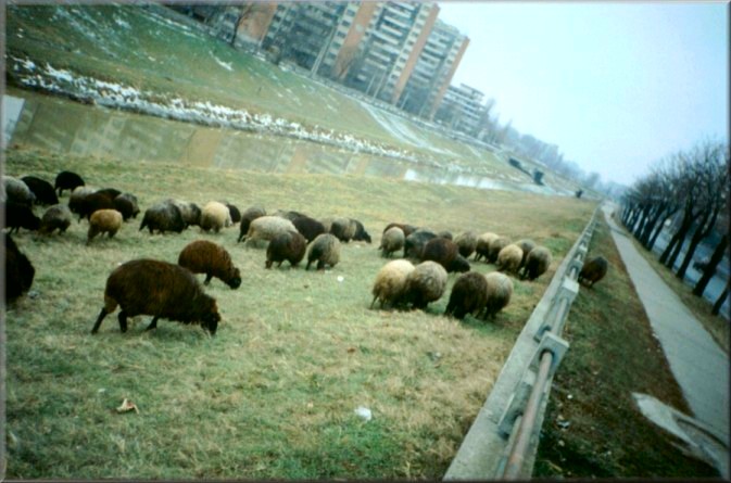 Iasi, Romania: Sheep