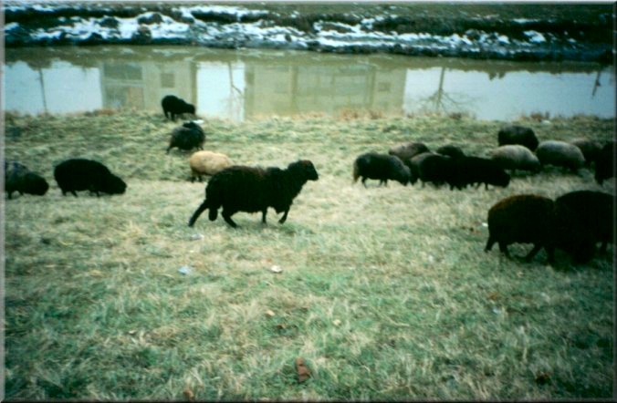 Iasi, Romania: Sheep