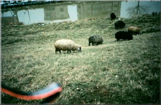 Iasi, Romania: Sheep