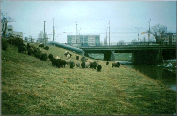 Iasi, Romania: Sheep