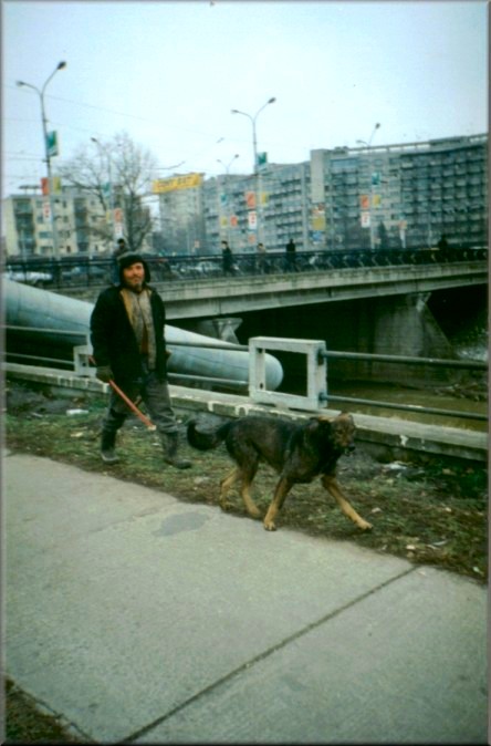 Iasi, Romania: Shepard