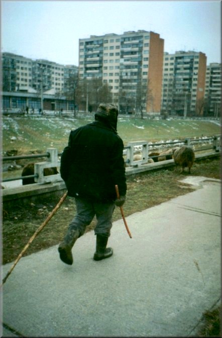 Iasi, Romania: Shepard