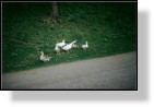 Geese