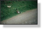 Geese