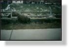 Sheep 3