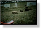 Sheep 4