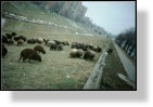 Sheep 5