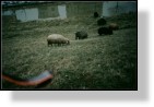 Sheep 7