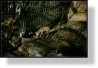 Zoo