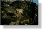 Zoo