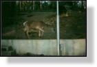 Zoo