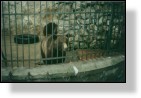 Piatra Neamt - Zoo