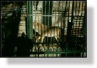 Zoo