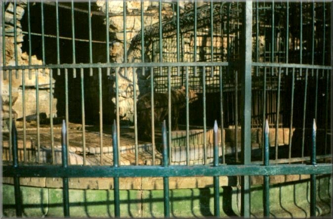 Piatra Neamt, Romania: Zoo