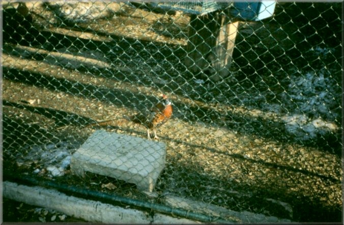 Piatra Neamt, Romania: Zoo