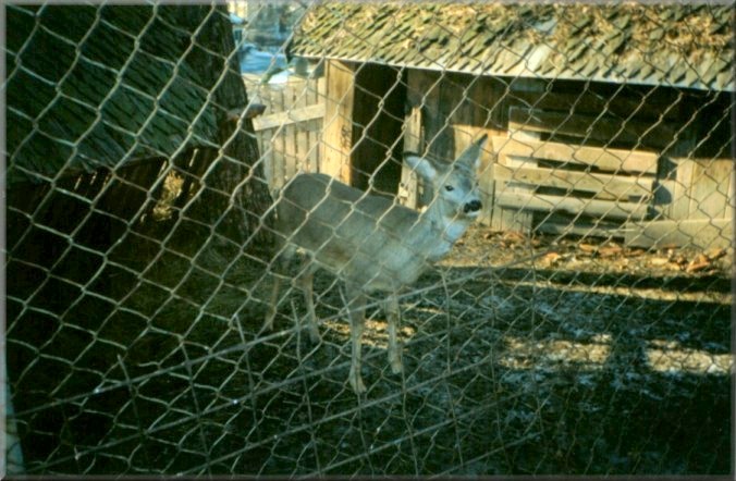 Piatra Neamt, Romania: Zoo