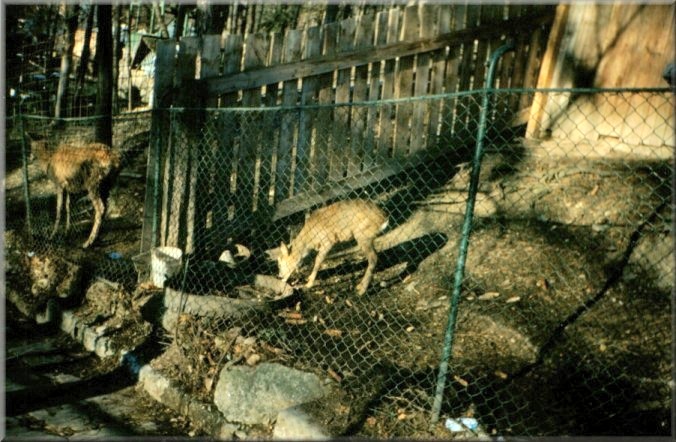 Piatra Neamt, Romania: Zoo