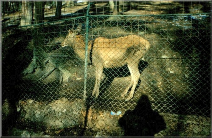 Piatra Neamt, Romania: Zoo