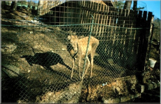 Piatra Neamt, Romania: Zoo