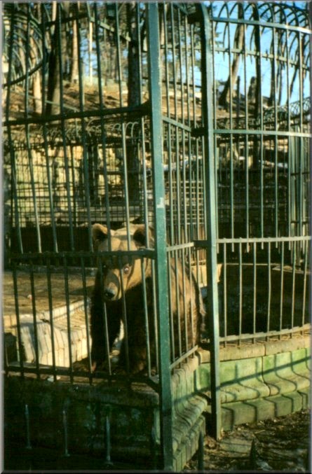 Piatra Neamt, Romania: Zoo