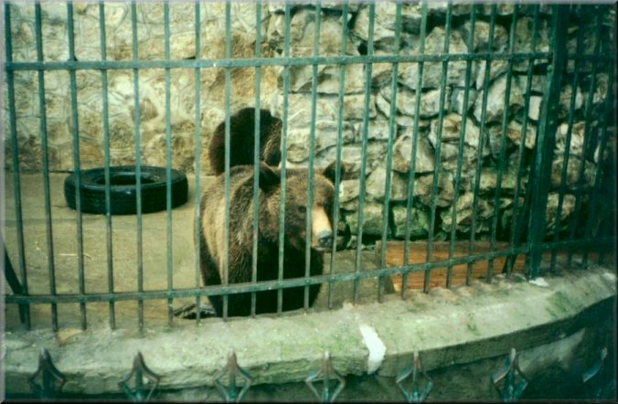Piatra Neamt, Romania: Zoo