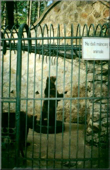 Piatra Neamt, Romania: Zoo