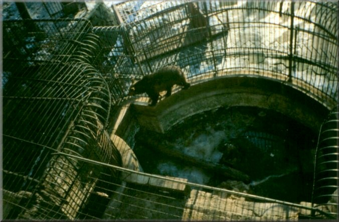 Piatra Neamt, Romania: Zoo