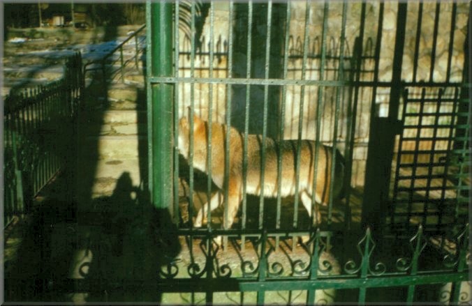 Piatra Neamt, Romania: Zoo