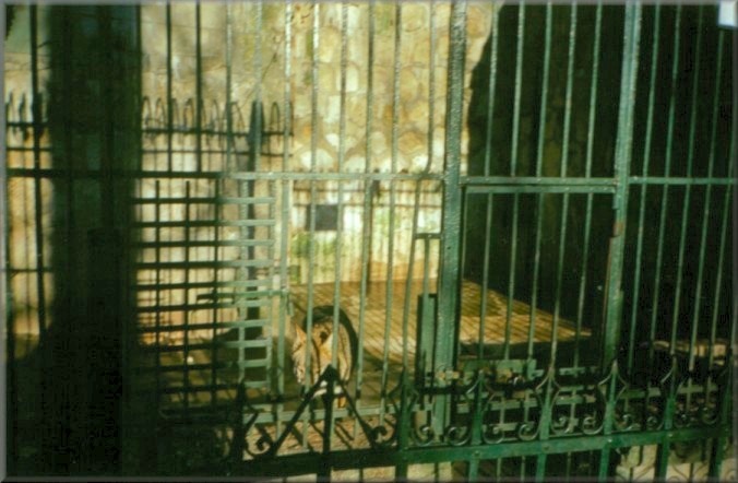 Piatra Neamt, Romania: Zoo