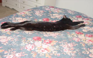 Nickname: Buddy