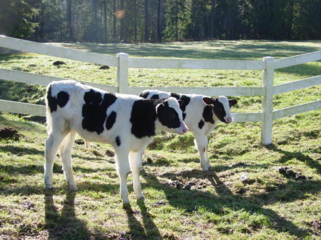BenJerry