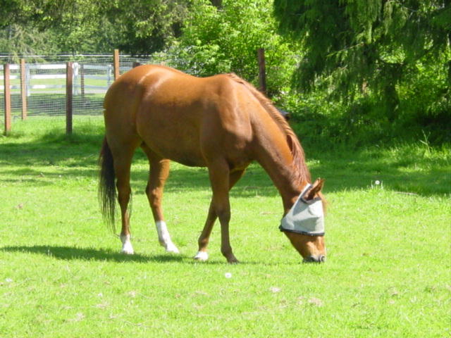 Nickname: Redford