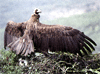 cigue�a