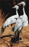 cigue�a