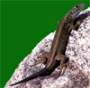Lagarto