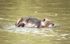 Nutria