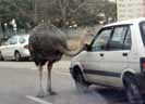 Ostrich