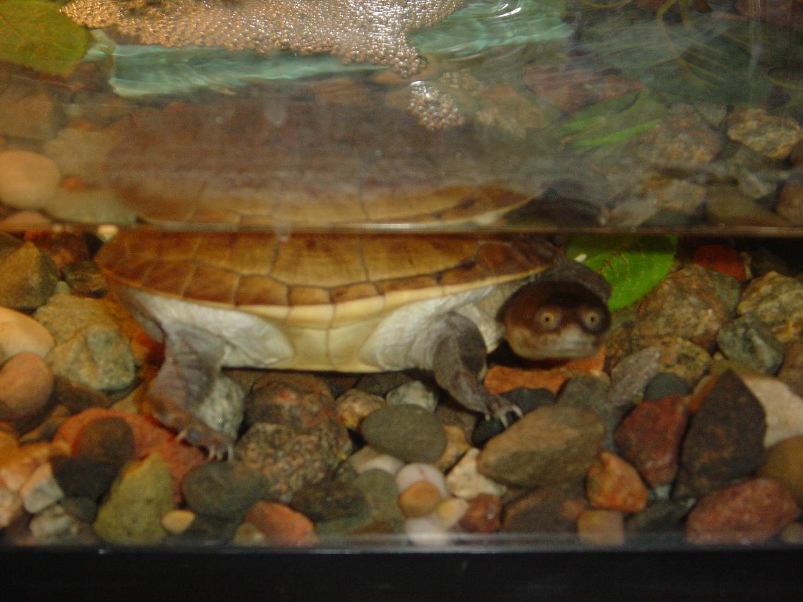 Female Snakeneck Turtle.