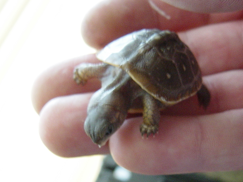 Hatchling 3-toed Box CB:7/28/08