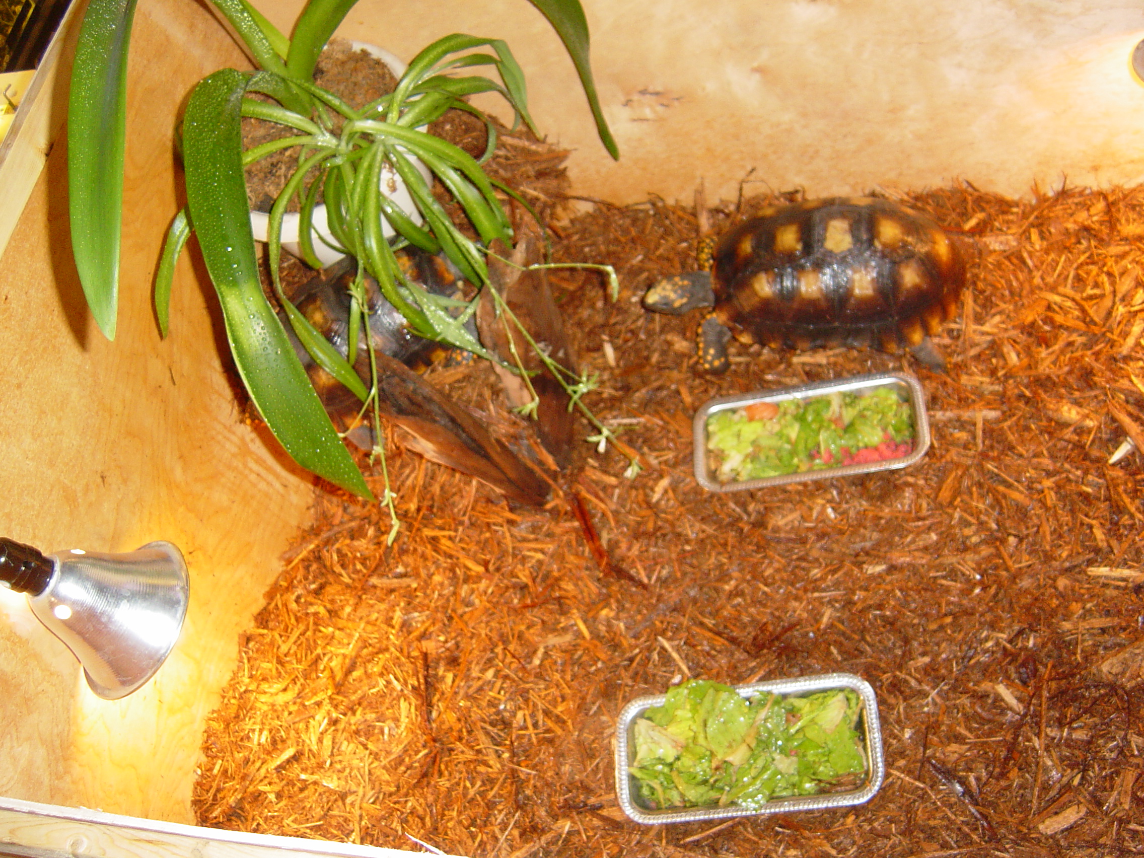 Male & Female Yellowfoot Tortoises