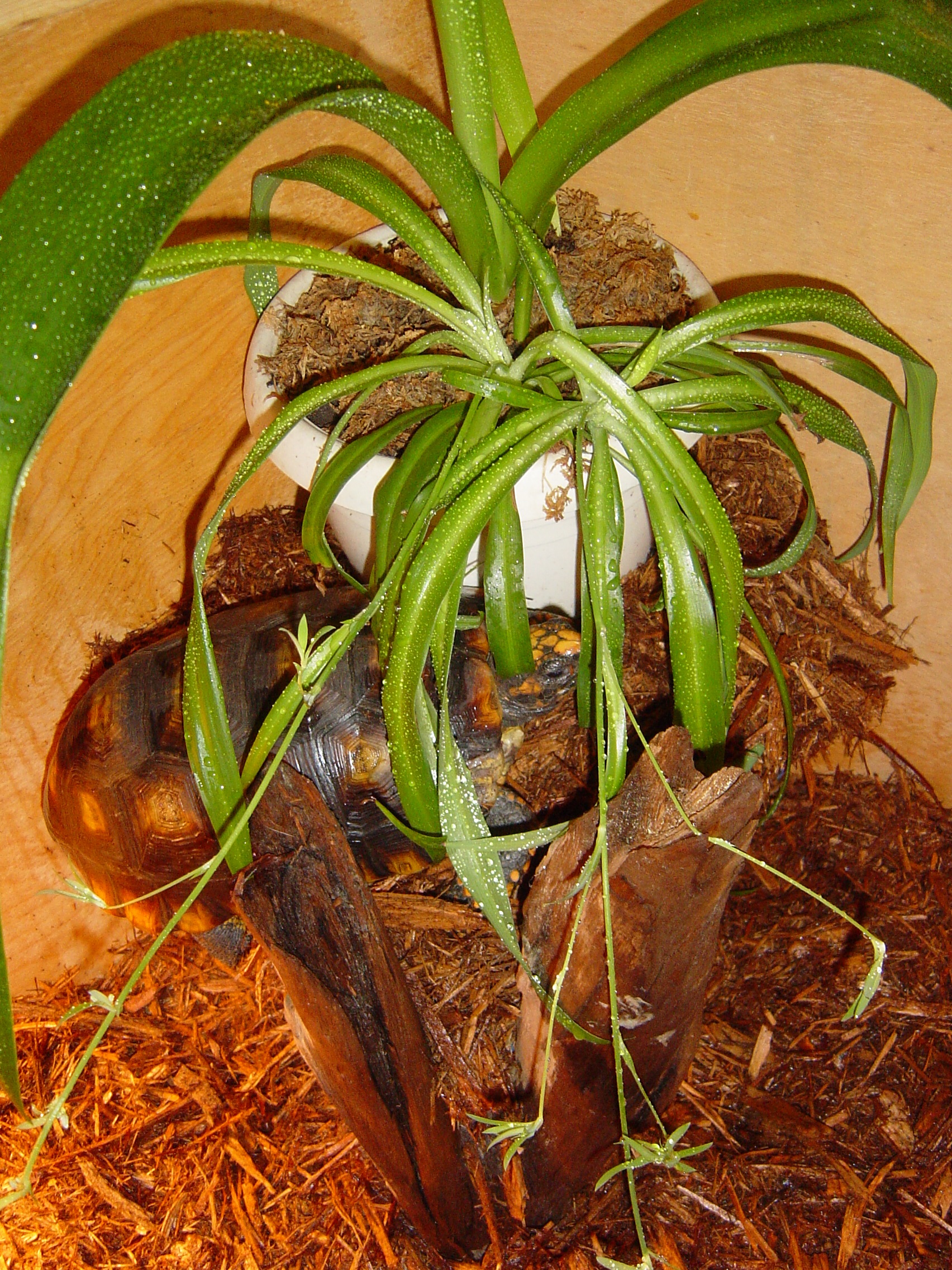 Male Yellowfoot Tortoise