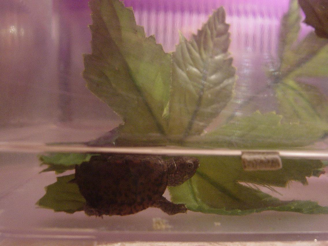 Baby Loggerhead Musk Turtle. Hatched 7.5.6.